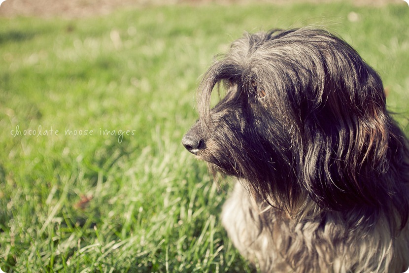 2 lovely, scruffy dachshunds posed for Chocolate Moose Images earlier this spring out in River Falls, WI