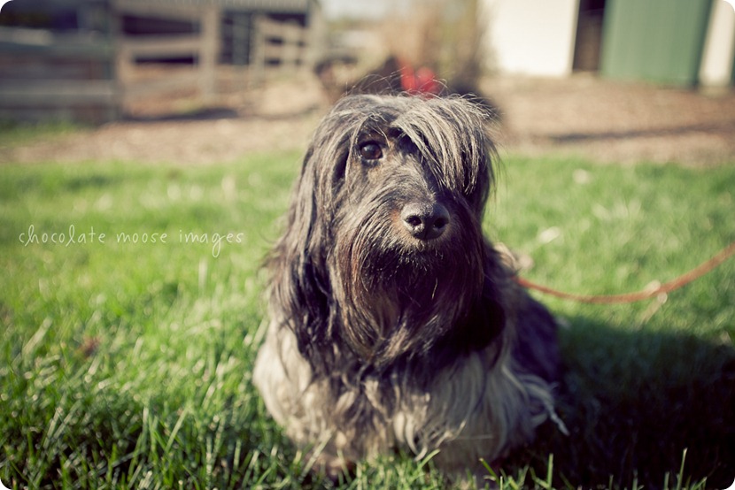 2 lovely, scruffy dachshunds posed for Chocolate Moose Images earlier this spring out in River Falls, WI