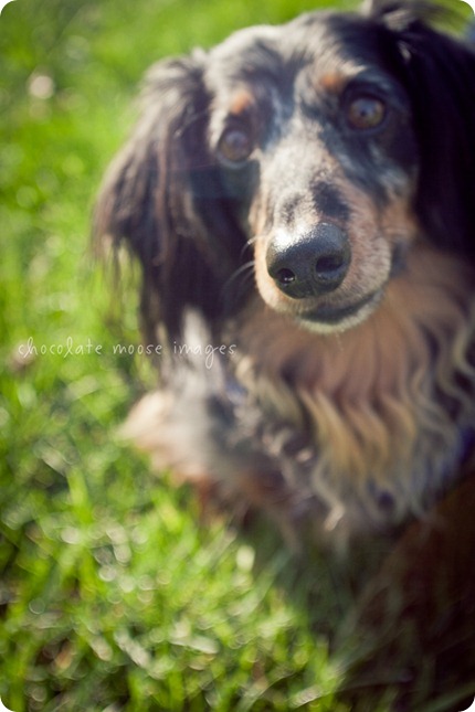 2 lovely, scruffy dachshunds posed for Chocolate Moose Images earlier this spring out in River Falls, WI