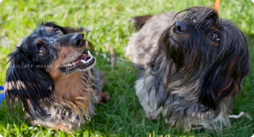 2 lovely, scruffy dachshunds posed for Chocolate Moose Images earlier this spring out in River Falls, WI