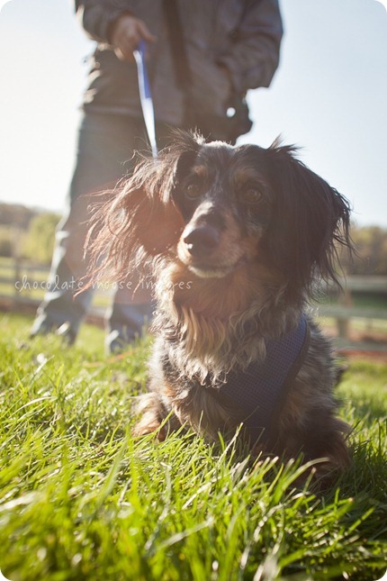 2 lovely, scruffy dachshunds posed for Chocolate Moose Images earlier this spring out in River Falls, WI