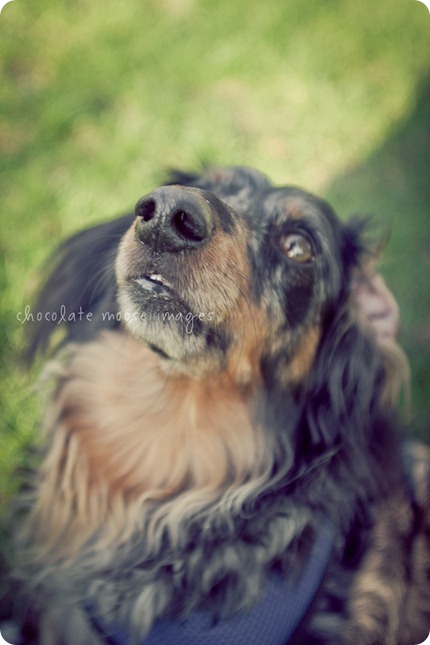 2 lovely, scruffy dachshunds posed for Chocolate Moose Images earlier this spring out in River Falls, WI