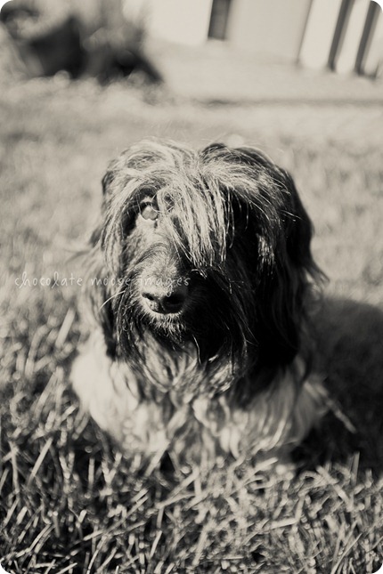 2 lovely, scruffy dachshunds posed for Chocolate Moose Images earlier this spring out in River Falls, WI