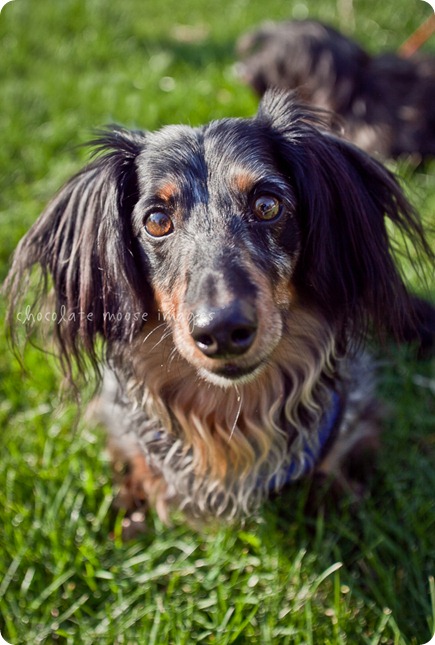 2 lovely, scruffy dachshunds posed for Chocolate Moose Images earlier this spring out in River Falls, WI