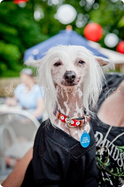 Chocolate Moose Images teamed up with the Friends of Stillwater Dog Park to photographer their Canines and Cocktails on the Croix event.