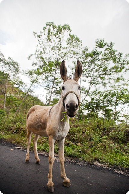 Chocolate Moose Images photographs a mule in Mexico on her mission to photograph a beach cat, a donkey/mule and a street dog