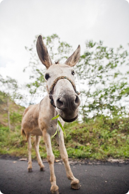 Chocolate Moose Images photographs a mule in Mexico on her mission to photograph a beach cat, a donkey/mule and a street dog