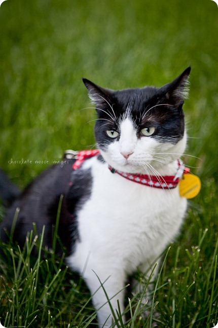 Penny, the kitty behind Woody's Pet Food Deli, shows off her kitty condo and backyard to Chocolate Moose Images one Minneapolis summer day