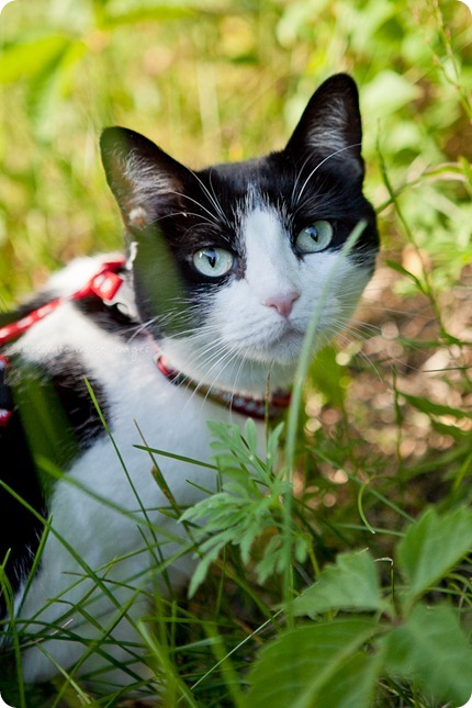 Penny, the kitty behind Woody's Pet Food Deli, shows off her kitty condo and backyard to Chocolate Moose Images one Minneapolis summer day