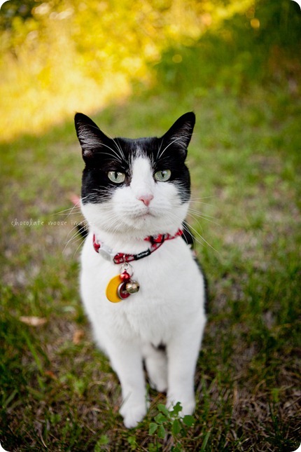 Penny, the kitty behind Woody's Pet Food Deli, shows off her kitty condo and backyard to Chocolate Moose Images one Minneapolis summer day