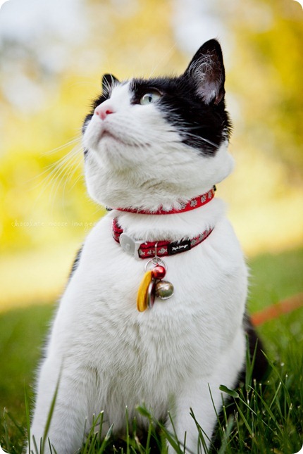 Penny, the kitty behind Woody's Pet Food Deli, shows off her kitty condo and backyard to Chocolate Moose Images one Minneapolis summer day