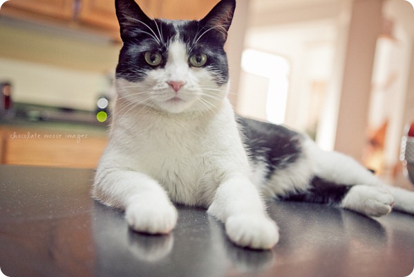 Penny, the kitty behind Woody's Pet Food Deli, shows off her kitty condo and backyard to Chocolate Moose Images one Minneapolis summer day