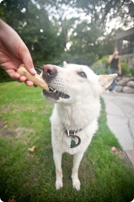 Cole, a german shepard mix, works for treats on an incredibly hot, summer day in Minnesota