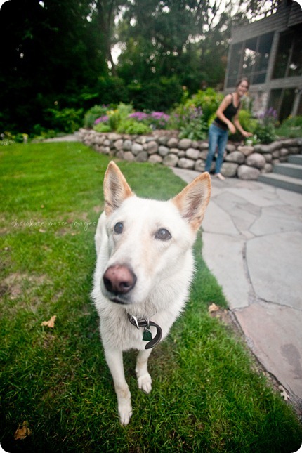 Cole, a german shepard mix, works for treats on an incredibly hot, summer day in Minnesota