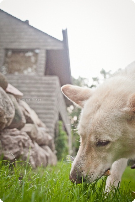 Cole, a german shepard mix, works for treats on an incredibly hot, summer day in Minnesota