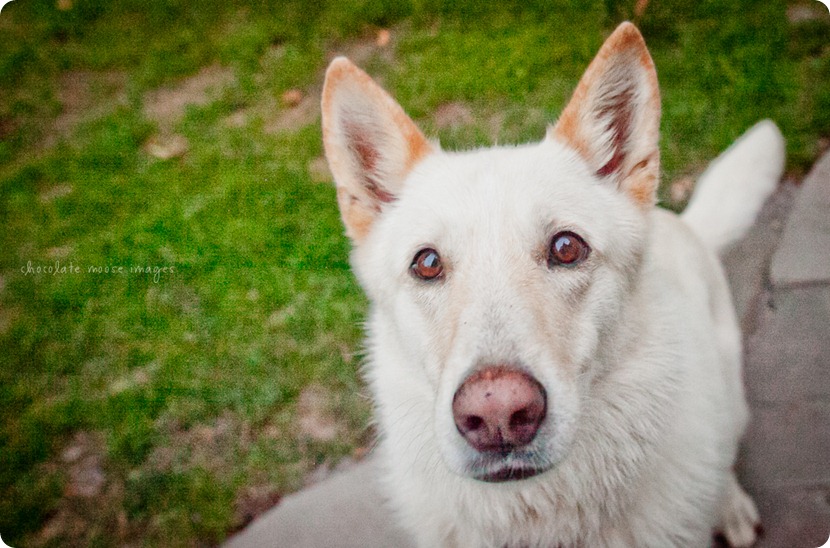 Cole, a german shepard mix, works for treats on an incredibly hot, summer day in Minnesota