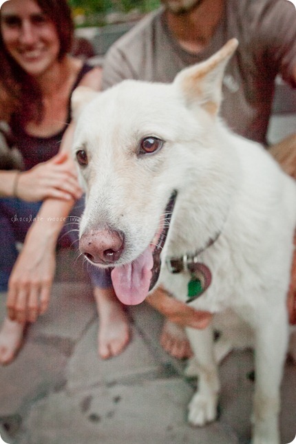 Cole, a german shepard mix, works for treats on an incredibly hot, summer day in Minnesota