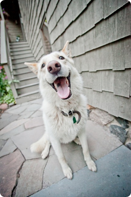 Cole, a german shepard mix, works for treats on an incredibly hot, summer day in Minnesota