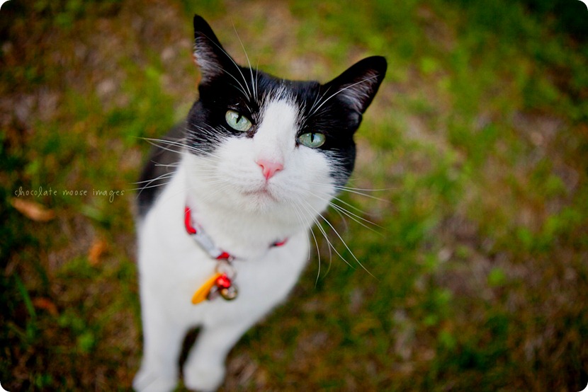 Penny, the kitty behind Woody's Pet Food Deli, shows off her kitty condo and backyard to Chocolate Moose Images one Minneapolis summer day