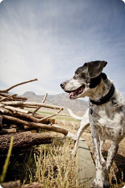 Badger in the mountains of Montana with Chocolate Moose Images and of course, Badger Creek Rustic Furniture