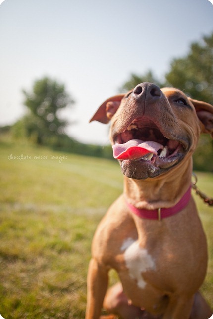 Sandy, from the MN Pit Bull Rescue has her adoption photos taken by Chocolate Moose Images