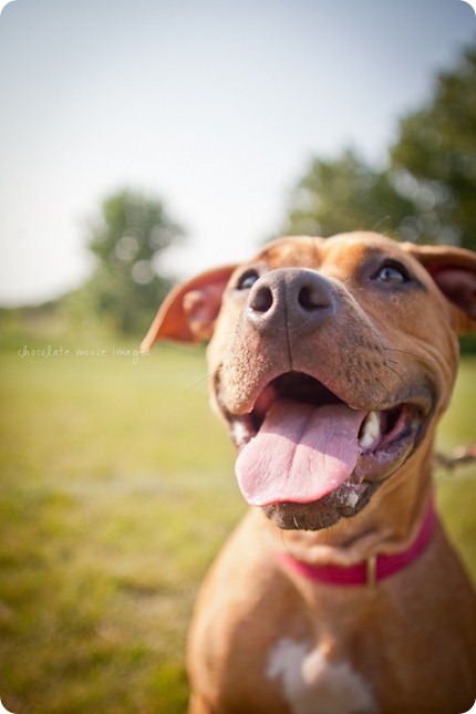 Sandy, from the MN Pit Bull Rescue has her adoption photos taken by Chocolate Moose Images