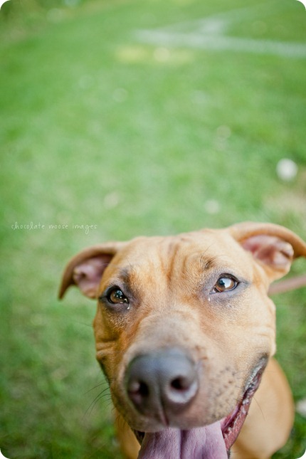 Sandy, from the MN Pit Bull Rescue has her adoption photos taken by Chocolate Moose Images