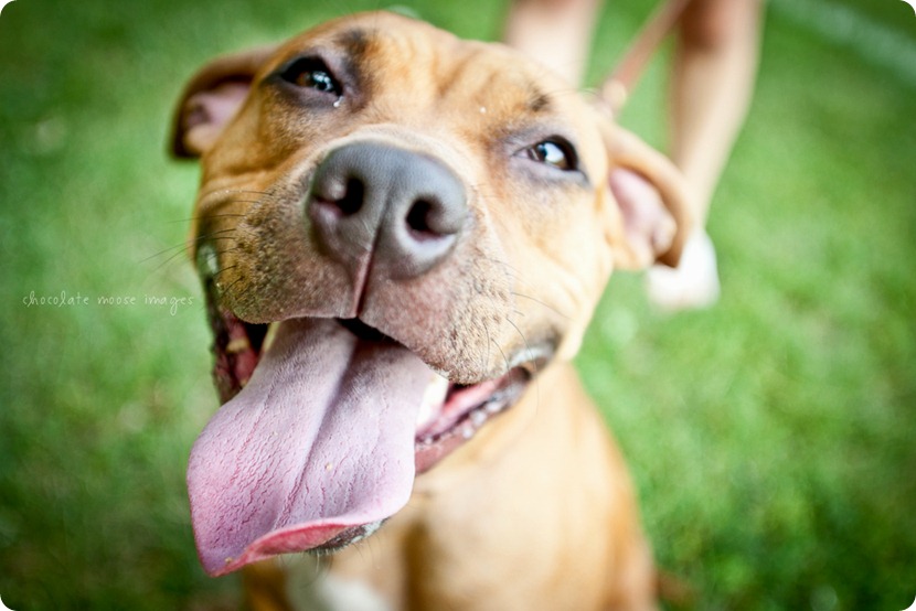 Sandy, from the MN Pit Bull Rescue has her adoption photos taken by Chocolate Moose Images