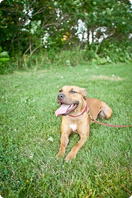 Sandy, from the MN Pit Bull Rescue has her adoption photos taken by Chocolate Moose Images