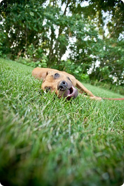 Sandy, from the MN Pit Bull Rescue has her adoption photos taken by Chocolate Moose Images