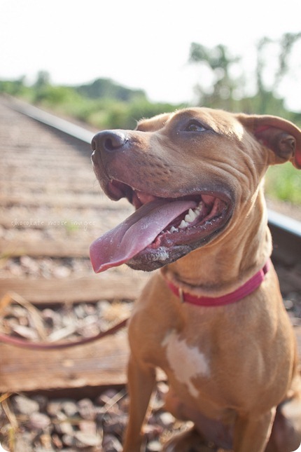 Sandy, from the MN Pit Bull Rescue has her adoption photos taken by Chocolate Moose Images