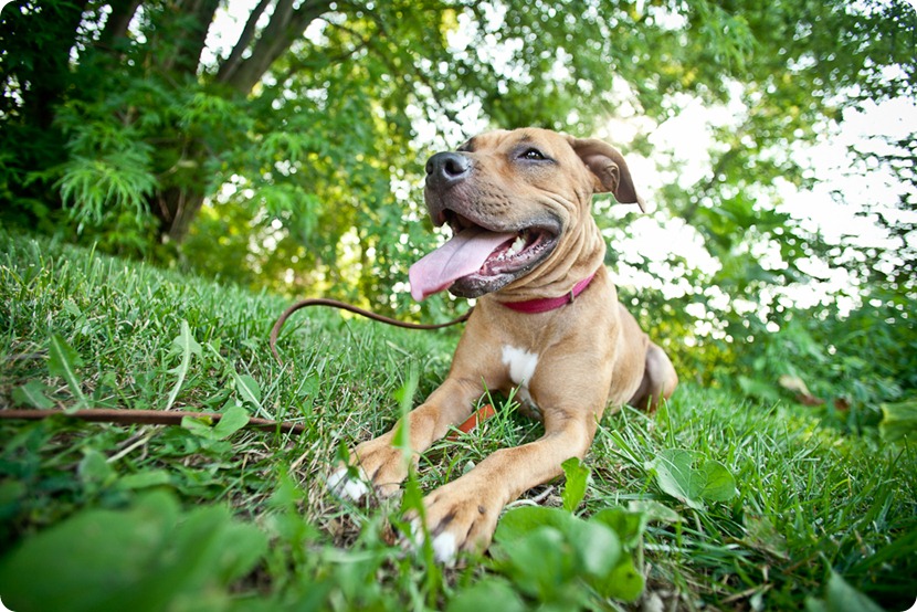 Sandy, from the MN Pit Bull Rescue has her adoption photos taken by Chocolate Moose Images