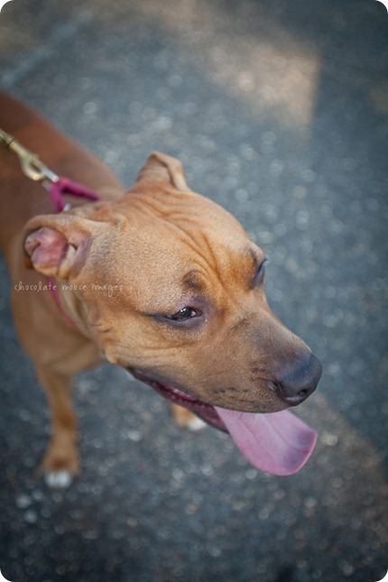 Sandy, from the MN Pit Bull Rescue has her adoption photos taken by Chocolate Moose Images