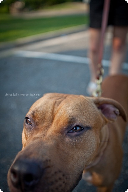 Sandy, from the MN Pit Bull Rescue has her adoption photos taken by Chocolate Moose Images