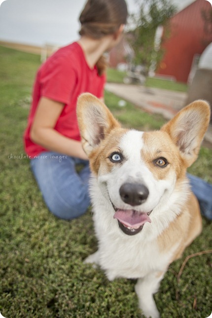 Wylie, the corgi, shares his many faces during a dog photo shoot with Chocolate Moose Images