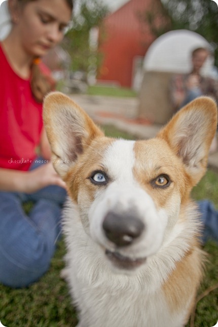 Wylie, the corgi, shares his many faces during a dog photo shoot with Chocolate Moose Images