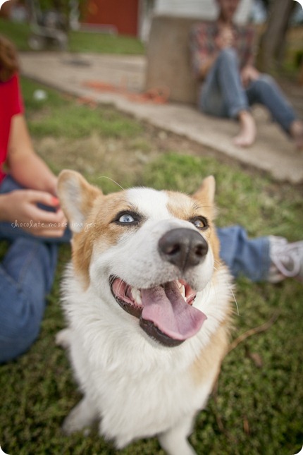 Wylie, the corgi, shares his many faces during a dog photo shoot with Chocolate Moose Images