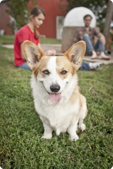 Wylie, the corgi, shares his many faces during a dog photo shoot with Chocolate Moose Images