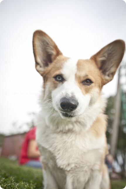 Wylie, the corgi, shares his many faces during a dog photo shoot with Chocolate Moose Images