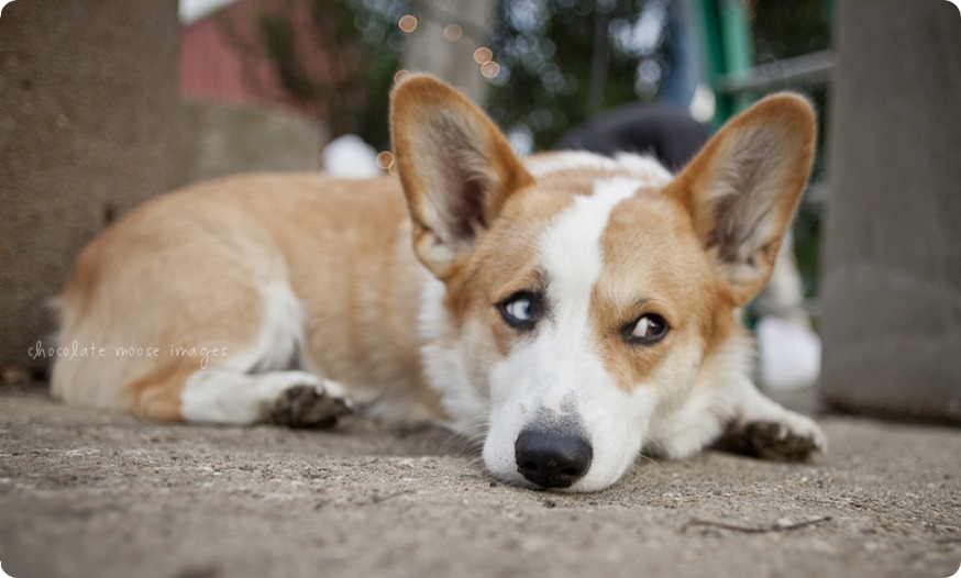 Wylie, the corgi, shares his many faces during a dog photo shoot with Chocolate Moose Images