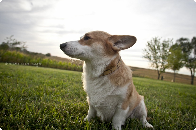 Wylie, the corgi, shares his many faces during a dog photo shoot with Chocolate Moose Images