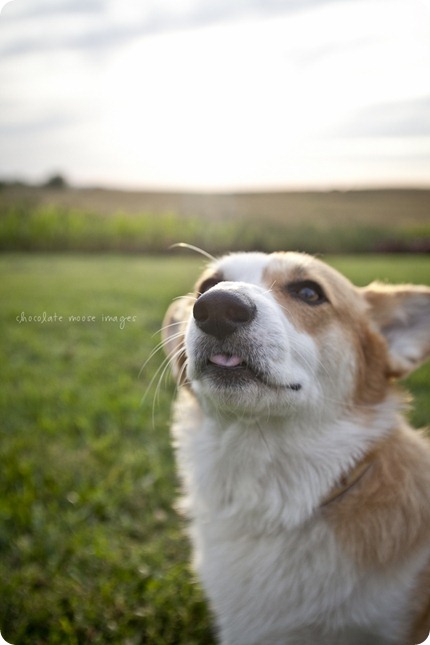 Wylie, the corgi, shares his many faces during a dog photo shoot with Chocolate Moose Images