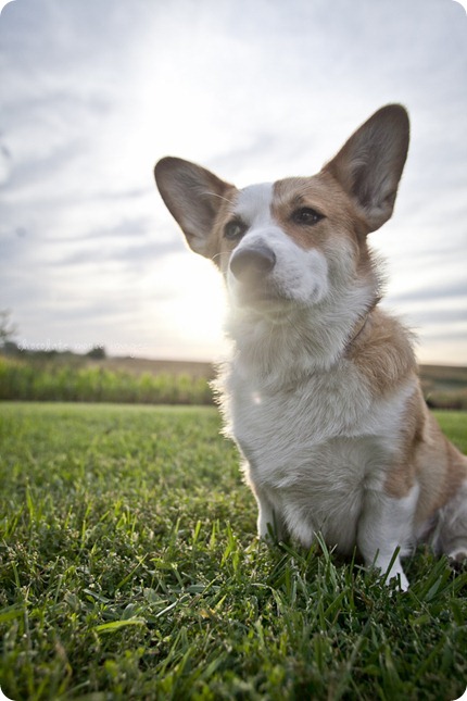 Wylie, the corgi, shares his many faces during a dog photo shoot with Chocolate Moose Images