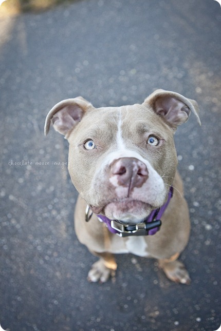 Chocolate Moose Images finally gets to work with Brooklyn, a former rescue dog from the MN Pit Bull Rescue