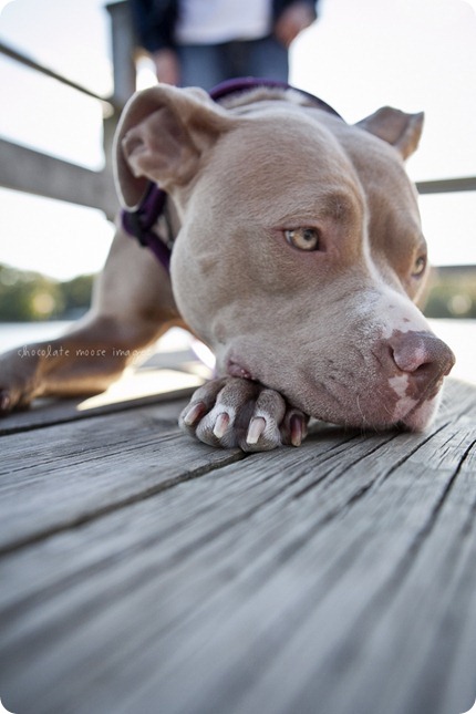 Chocolate Moose Images finally gets to work with Brooklyn, a former rescue dog from the MN Pit Bull Rescue