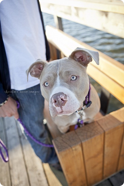 Chocolate Moose Images finally gets to work with Brooklyn, a former rescue dog from the MN Pit Bull Rescue