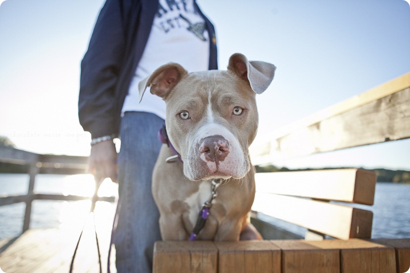 Chocolate Moose Images finally gets to work with Brooklyn, a former rescue dog from the MN Pit Bull Rescue