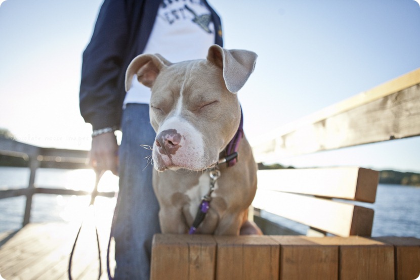 Chocolate Moose Images finally gets to work with Brooklyn, a former rescue dog from the MN Pit Bull Rescue