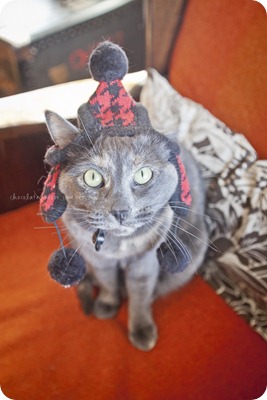 Meet Tarra, one of the kitties behind Chocolate Moose Images. She sure loves her MN ready winter hat!