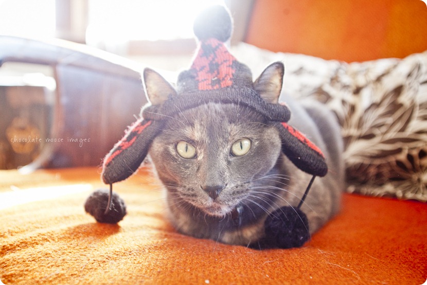 Meet Tarra, one of the kitties behind Chocolate Moose Images. She sure loves her MN ready winter hat!